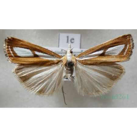 Catoptria permutatellus (Herrich-Schäffer, 1848) female Czech1e